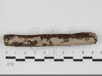 刺皮菌屬藏品圖，第3張