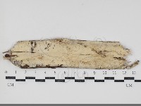 粗糙孢菌屬藏品圖，第1張