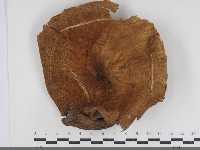 登錄號:F0034795藏品圖，第1張