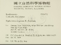 剛毛絲皮菌藏品圖，第2張