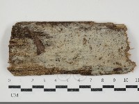 剛毛絲皮菌藏品圖，第1張