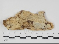 館號:F0034808藏品圖，第1張