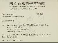 齒耳菌屬藏品圖，第2張