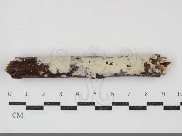 登錄號:F0034815藏品圖，第1張