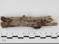 刺皮菌屬藏品圖，第1張