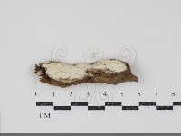 登錄號:F0034824藏品圖，第1張