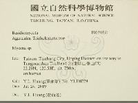 小菇屬藏品圖，第2張