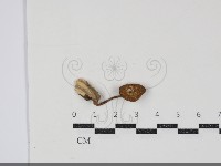 登錄號:F0034833藏品圖，第1張