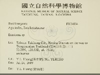 粉褶菌屬藏品圖，第2張