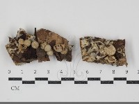 地星屬藏品圖，第1張