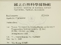 登錄號:F0034836藏品圖，第2張