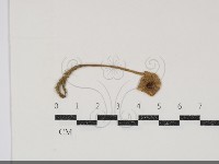 登錄號:F0034837藏品圖，第1張