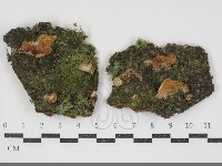 登錄號:F0034838藏品圖，第1張