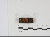 登錄號:F0034839藏品圖，第1張
