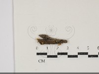 登錄號:F0034840藏品圖，第1張