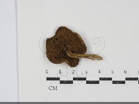 登錄號:F0034841藏品圖，第3張