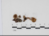 登錄號:F0034844藏品圖，第1張