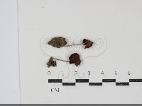 登錄號:F0034845藏品圖，第1張