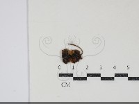 登錄號:F0034846藏品圖，第1張