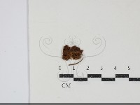 登錄號:F0034846藏品圖，第3張