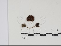 登錄號:F0034847藏品圖，第1張