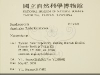 小皮傘屬藏品圖，第2張