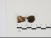 小皮傘屬藏品圖，第1張