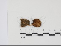 小皮傘屬藏品圖，第3張