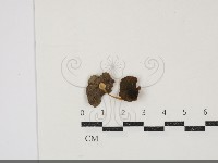 小皮傘屬藏品圖，第1張