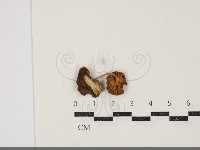 小皮傘屬藏品圖，第3張