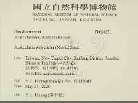 毛木耳藏品圖，第2張