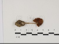 登錄號:F0034852藏品圖，第3張