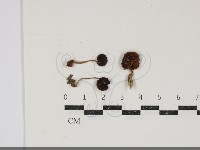 登錄號:F0034853藏品圖，第1張