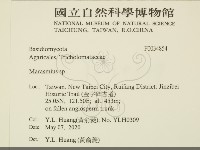 小皮傘屬藏品圖，第2張