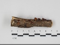 登錄號:F0034855藏品圖，第1張