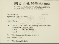 濕傘屬藏品圖，第2張