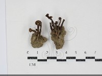 濕傘屬藏品圖，第1張