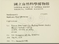 濕傘屬藏品圖，第2張