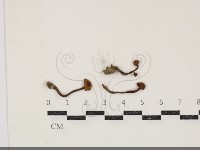 濕傘屬藏品圖，第1張