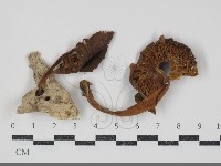 登錄號:F0034862藏品圖，第1張