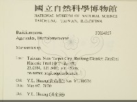 小皮傘屬藏品圖，第2張