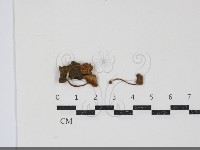 登錄號:F0034866藏品圖，第1張