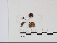 登錄號:F0034868藏品圖，第1張