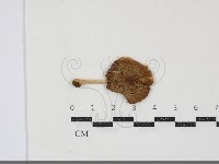 登錄號:F0034870藏品圖，第1張