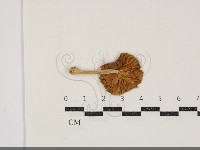 登錄號:F0034870藏品圖，第3張