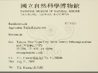 小菇屬藏品圖，第2張