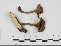 登錄號:F0034874藏品圖，第1張