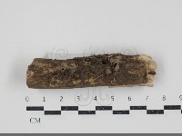 簇生鬼傘藏品圖，第1張