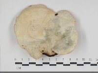 登錄號:F0034876藏品圖，第1張