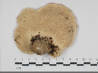 登錄號:F0034876藏品圖，第3張